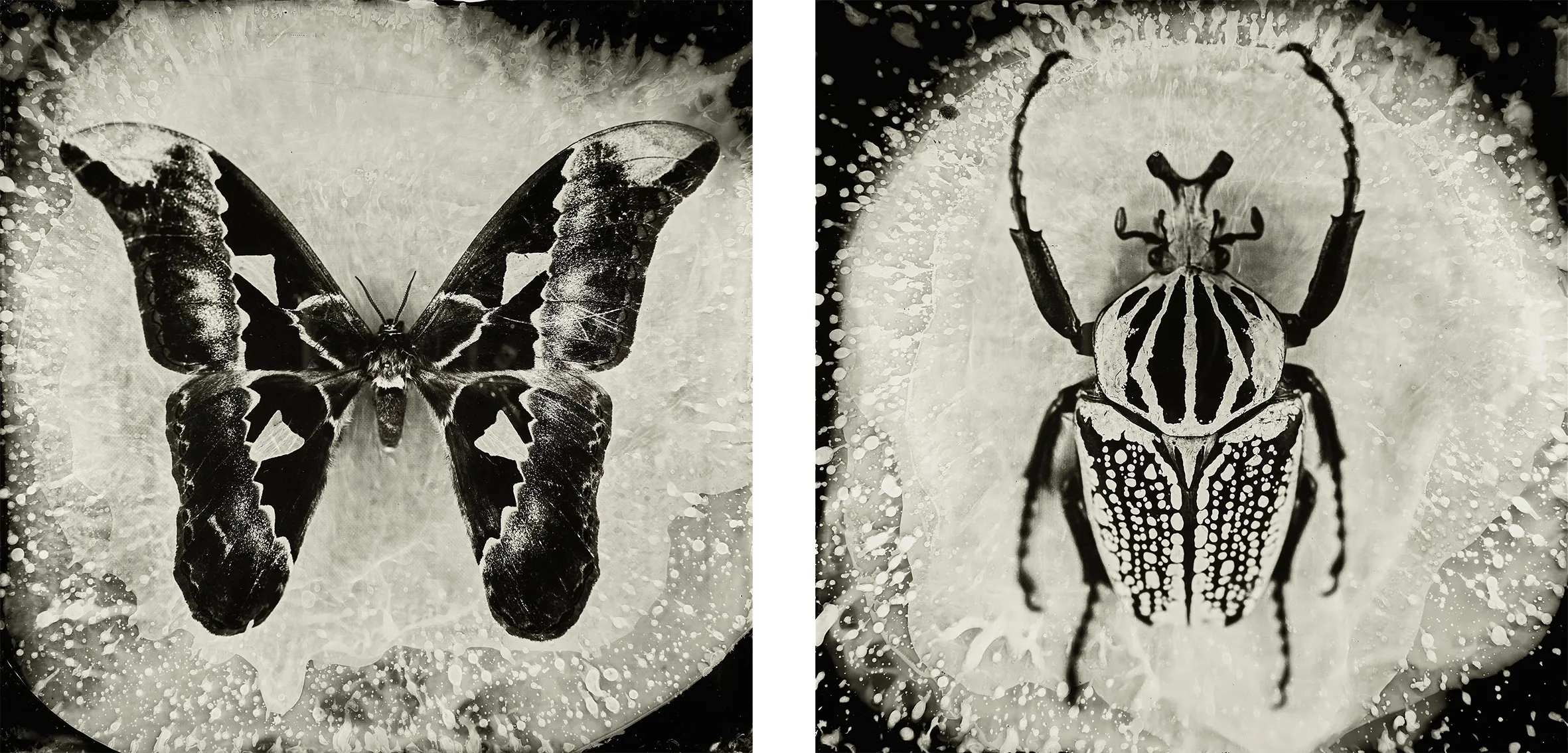 Memoria Entomologica, série photographique d’Enzo Lucia